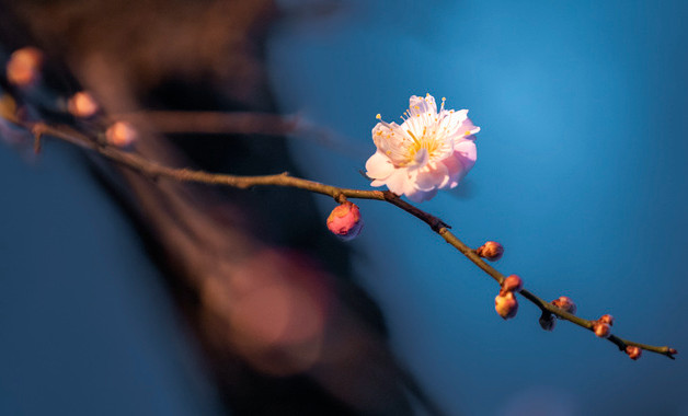 小精灵作文一年级